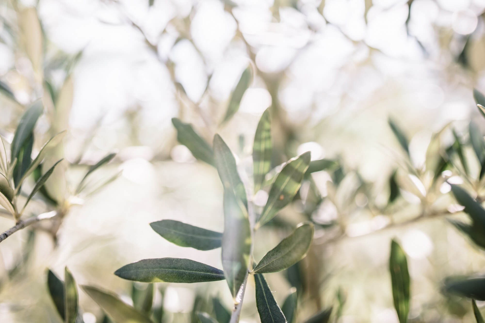 Branches of olive tree