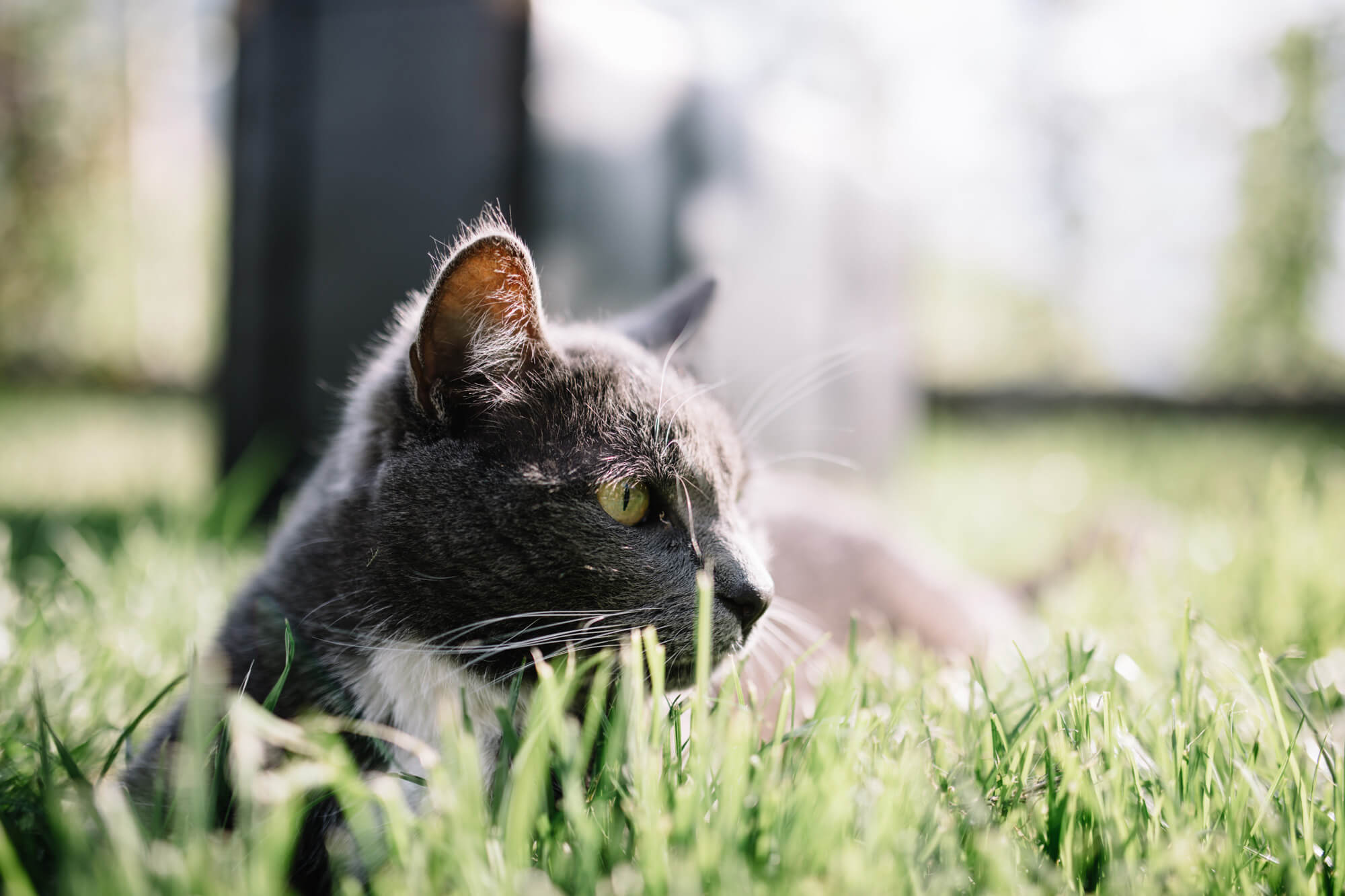 Gatto nel prato