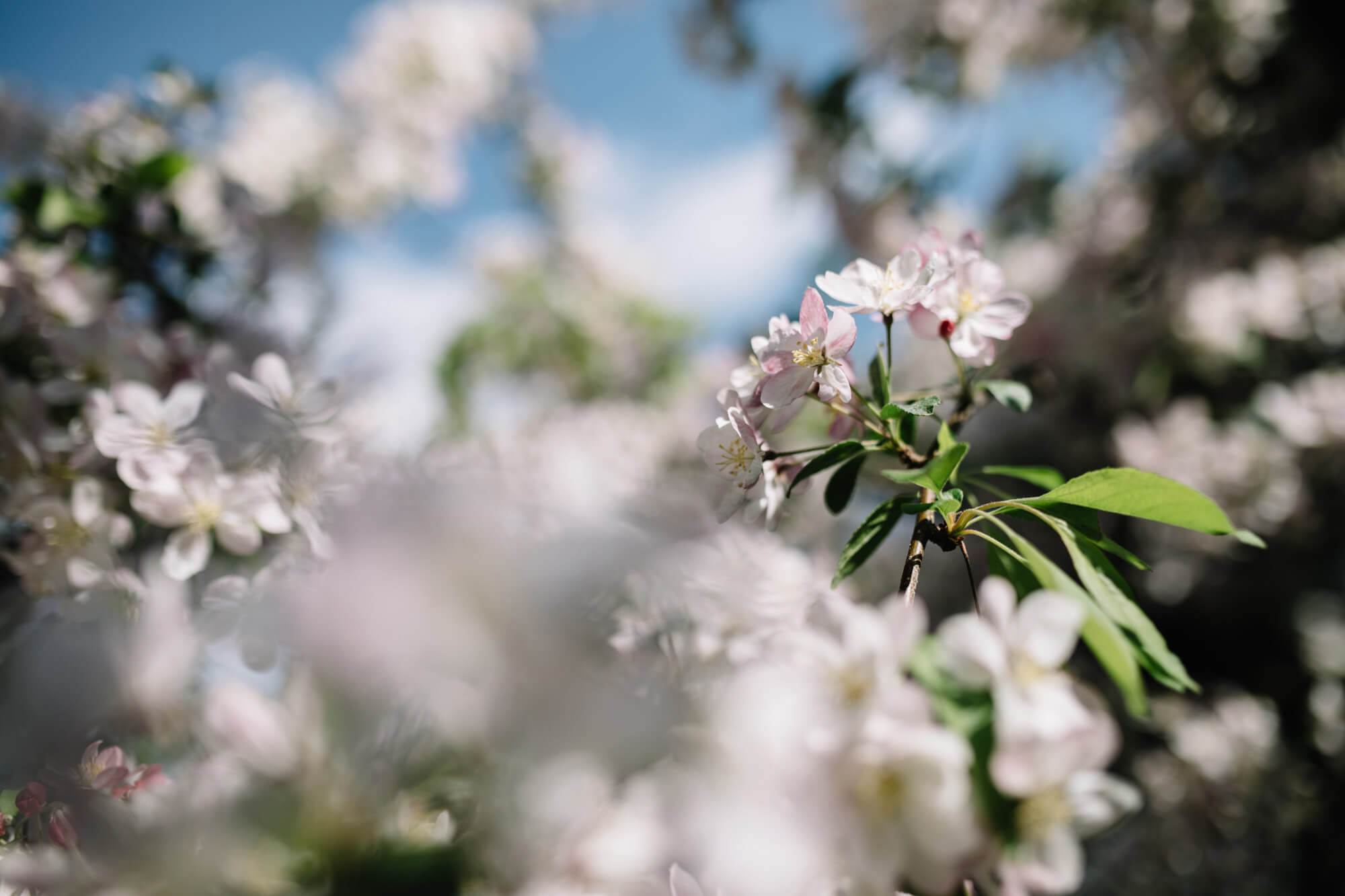 Apple blossoms