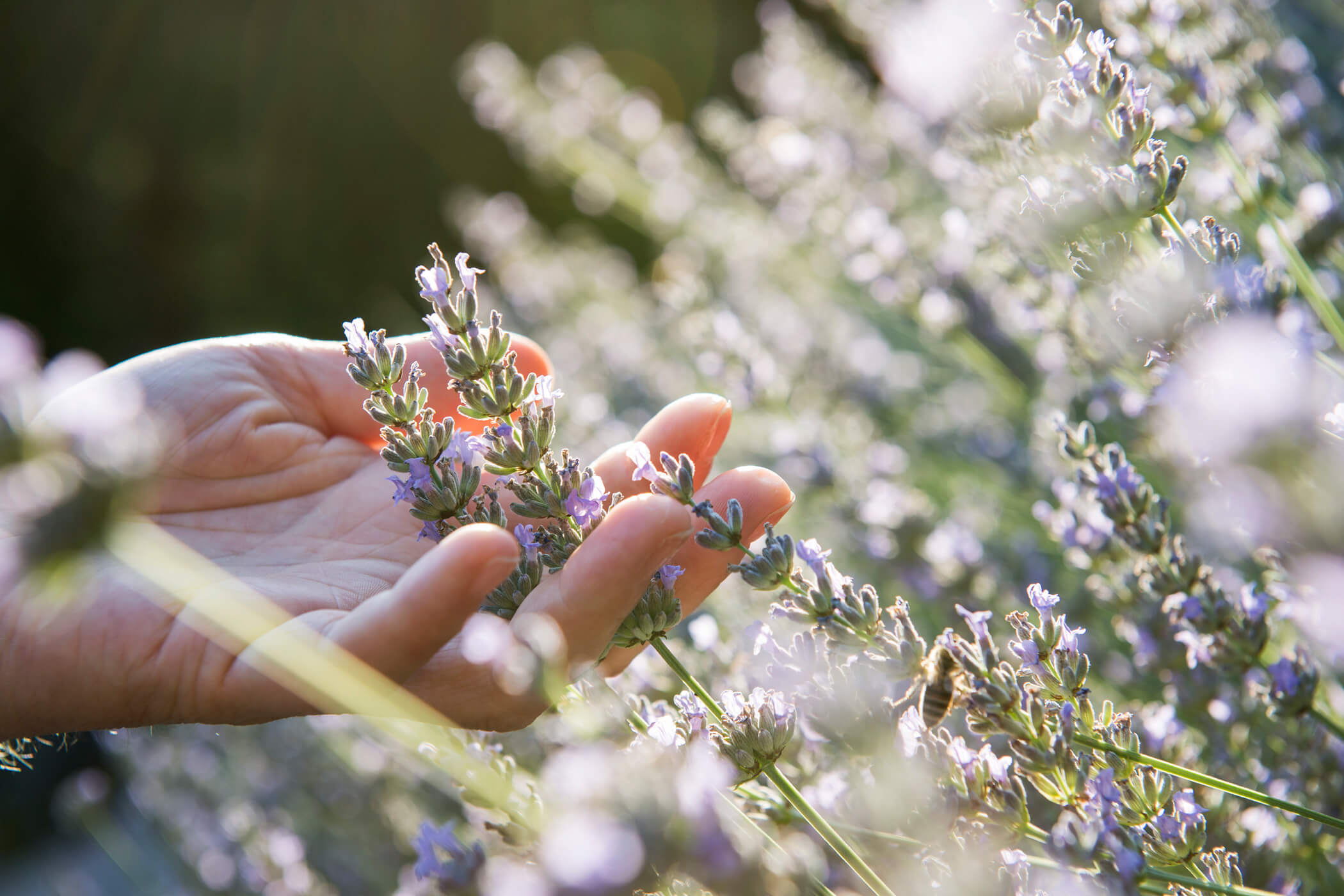 Lavender