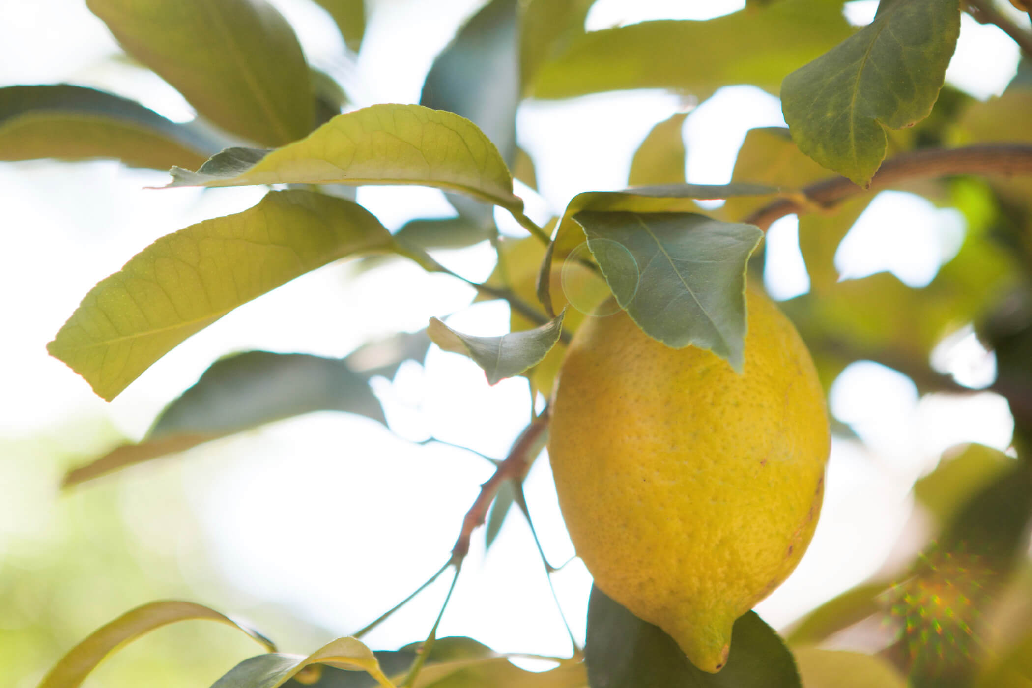 Albero di limone