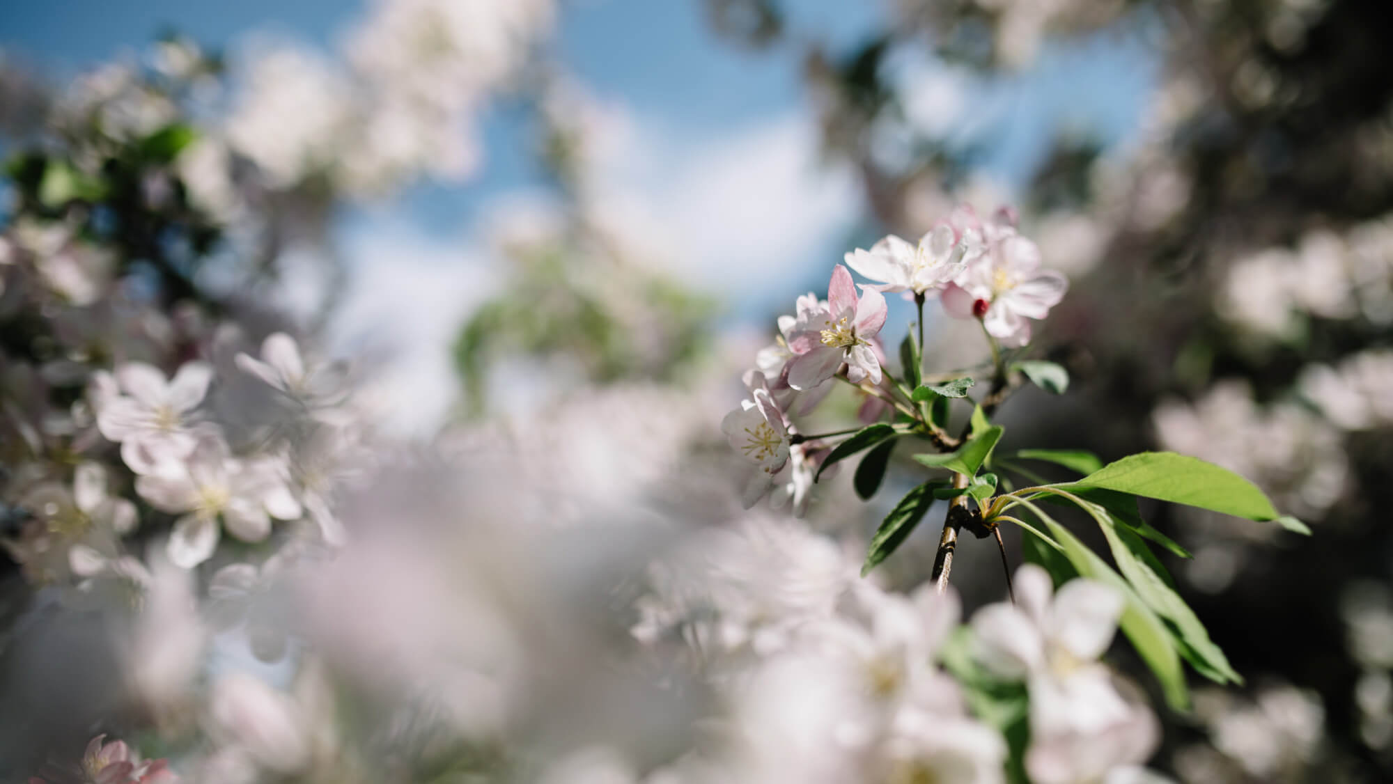 Apple blossom - Forsterhof