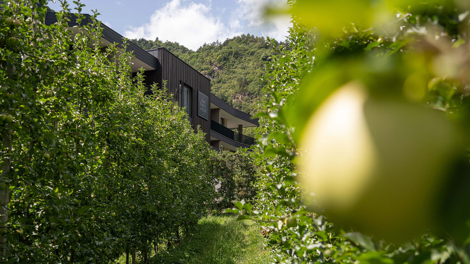 Apple cultivation - Forsterhof
