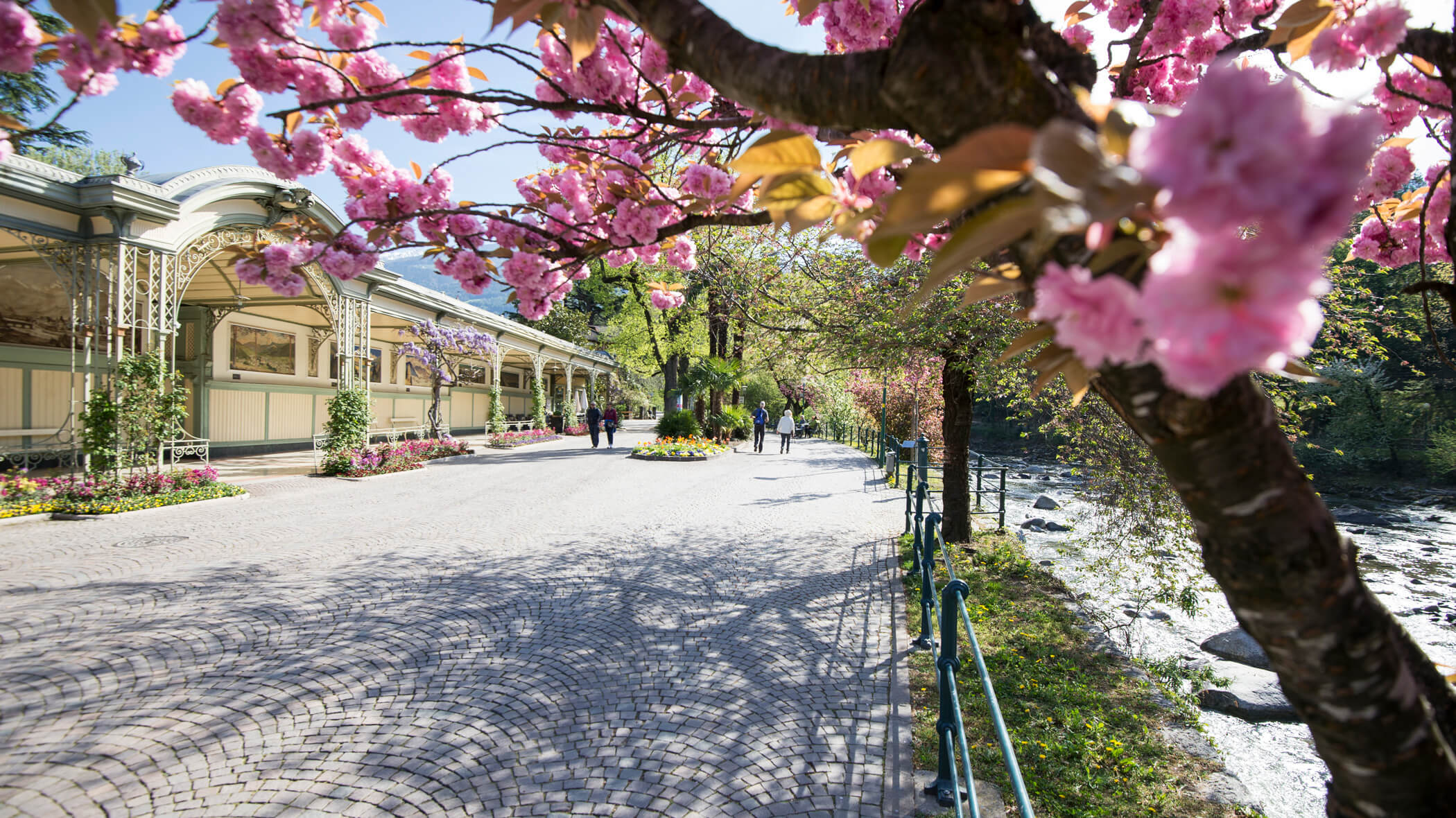 Blühender Kirschenbaum - Forsterhof